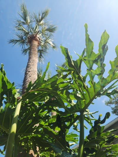 This is a low-angle, close-up shot of lush green foliage against a bright blue sky with a tall palm tree in the background, taken in Altamonte Springs, Florida, United States. The foreground is dominated by large, deeply lobed, bright green leaves of what appears to be a philodendron or similar tropical plant. The leaves are backlit by the sun, creating a translucent effect and highlighting their intricate vein patterns. The stems of these plants are thick and green. Behind the foliage, a textured, rough-barked palm tree trunk rises towards the sky, its fronds splayed out at the top. The sky is a clear, vibrant blue with some faint lens flares or light streaks. In the upper right corner, a hint of a building roof and some distant foliage are visible. The scene captures a vibrant, sun-drenched tropical environment.