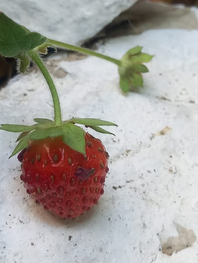A close-up shot shows a ripe, red strawberry hanging from a green stem and leaves. The strawberry is slightly wrinkled and has visible seeds. Some dark, flaky debris is attached to its surface. The background is a textured, light-colored surface, possibly concrete or stone, with scattered dark specks. In the upper right background, out of focus, is a blurred brown object, possibly foliage. No people or animals are visible. The scene appears to be outdoors, potentially in a garden or natural setting. No specific location within Άγιος Νεκτάριος, Greece can be determined from the image.