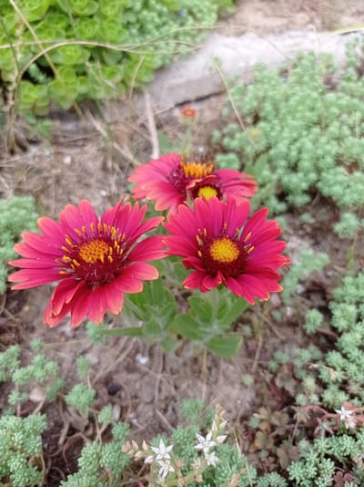 In Kubanskiy, Russia, this image captures a close-up view of three vibrant red Gaillardia flowers. The flowers are in various stages of bloom, with one in the foreground showing its detailed yellow-orange center and numerous red petals. The background consists of the dry, sandy soil typical of the region, interspersed with clusters of small, green succulents. The lighting suggests it is daytime, likely outdoors in a garden or natural setting.