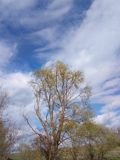 The image depicts a grove of trees against a backdrop of a blue sky interspersed with white clouds. The trees vary in foliage, with some showing early signs of green buds and others still appearing barren with bare branches. The location is Дерезовка, Russia. There are no people visible. The environment suggests a rural or natural setting.