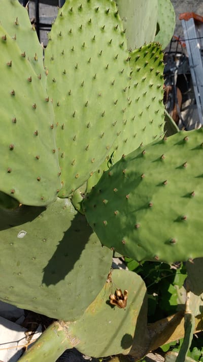 The image depicts a close-up view of a prickly pear cactus, possibly Opuntia, with several flattened, green pads covered in areoles bearing small, brown spines. The pads overlap, creating shadows on the lower leaves. In the background, some out-of-focus foliage and a glimpse of metallic structures are visible. There are no people or actions apparent in the frame. The location is likely in La Joya, Mexico, but there is no specific visible evidence to confirm this, except the possibility of this kind of cactus growing in the area.