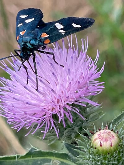This close-up, eye-level media file features a detailed view of a butterfly perched on a purple thistle flower. The butterfly, with its dark blue wings speckled with white and orange spots, is the primary subject. Its wings are partially open, revealing the intricate patterns and delicate structures. The thistle flower, a vibrant purple, displays a feathery texture with numerous thin petals. Adjacent to the open flower is a closed thistle bud, showing hints of pink and green. The background is softly blurred, with shades of green and brown suggesting a natural, outdoor setting, likely a field or meadow. The lighting appears to be natural daylight, illuminating the subjects clearly. There are no people visible, nor any text. The overall impression is one of natural beauty and a moment captured in time within a rural environment, consistent with the provided location context of Cahul, Moldova.