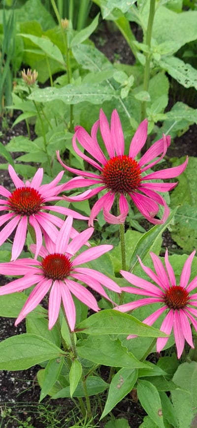 This is a close-up, eye-level shot of four pink coneflower blooms in a garden. The flowers are arranged in a cluster, with three in the foreground and one slightly behind and to the right. The petals of the flowers are long and slender, curving downwards, and the centers are a deep reddish-brown. The background consists of lush green foliage and dark soil. The image is well-lit, with natural light highlighting the vibrant colors of the flowers. There are no people visible in the image. The scene is a natural outdoor environment, likely a garden.