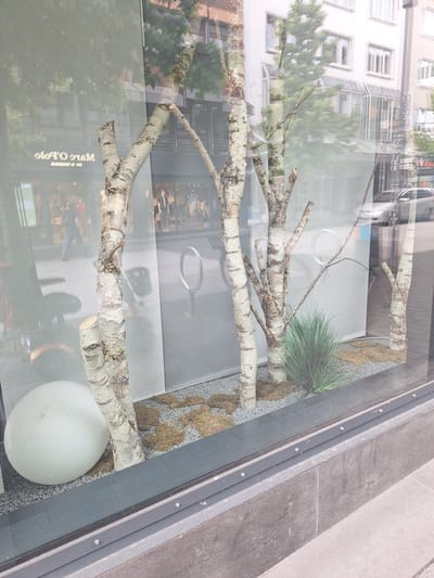 The image shows a storefront display in Bochum, Germany, featuring several birch trees with visible bark texture and branches. The trees are positioned within a display that includes gravel, moss, and a clump of green grass. A large, white, spherical object is visible to the left, partially obscured by the trees. Reflections on the store window show buildings and trees outside, including a silver car. Inside the store, mannequins are visible, one wearing a suit. The storefront is framed by dark grey window frames and a textured grey stone base.