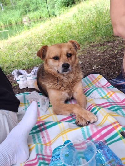 A medium shot shows a tan-colored dog lying on a checkered blanket outdoors. The dog, with its head turned towards the camera, has brown eyes and floppy ears. It is positioned on a blanket with a pink, white, yellow, and teal plaid pattern. In the foreground, a white sock is visible on a person's foot, and a pair of white Nike sneakers with green accents are placed next to the dog. To the right of the dog, there are two clear plastic water bottles, one partially filled. The background consists of green grass and dark soil, suggesting a natural outdoor setting. The lighting indicates it is daytime, likely under sunny weather conditions. The overall scene appears to be a casual outdoor gathering or picnic.