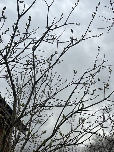 This media file captures an outdoor scene dominated by a network of bare tree branches laden with emerging buds, set against an overcast sky. The branches are dark and intricate, forming a dense pattern across the frame. Numerous small, light green to pale brown buds are visible along the branches and twigs, indicating the early stages of spring growth. Some buds are tightly closed, while others show hints of unfurling.
The sky is a uniform, light gray, completely covered by clouds, suggesting an overcast day with no direct sunlight. This diffused lighting highlights the silhouette of the branches. In the bottom right corner, partially obscured by the tree branches, is a dark, angled roofline, possibly belonging to a house or another building. This detail suggests the trees are located near a structure in a more settled area.
The overall impression is one of quiet anticipation, characteristic of late winter or early spring as nature begins to awaken. There are no people or specific activities taking place, and no visible text. The image's context is Ильинская Поляна Снт, Russia.