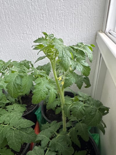 The image shows several tomato plants in black plastic pots, possibly on a balcony or windowsill. The plants have green leaves and some small yellow flowers. The background includes a white wall with a textured surface and a white window frame. The image was taken in a bright, indoor or semi-indoor setting. Location given is Новинки, Russia. No people are visible.