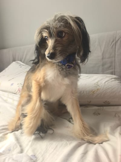 A small, mixed-breed dog with shaggy, light brown and gray fur sits on a bed with white, patterned bedding. The dog is wearing a blue collar. The background is a light gray headboard of the bed. The image does not contain any information about Zima Juzhnaja, Russia.