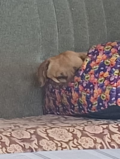 In Chaika, Ukraine, a light brown dog is nestled into the cushions of a sofa. The dog is mostly hidden by a vibrant, floral-patterned fabric draped over it. The sofa itself appears to be in a residential setting, with a textured, greenish-gray fabric forming the backrest and a patterned fabric on the seat. The lighting suggests it is daytime, and the overall scene conveys a sense of comfort and relaxation.