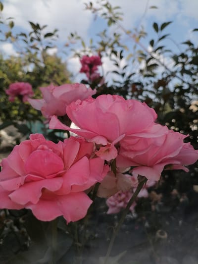 A close-up, low-angle shot captures several vibrant pink roses blooming outdoors in Gumbaz, Uzbekistan. The roses are the primary focus, with their velvety petals unfurling in various stages of bloom. In the foreground, two large, fully opened roses dominate the lower half of the frame. Their petals are a rich, saturated pink, with subtle variations in shading and texture. Behind these, more roses are visible, some in bud, others partially open, creating a layered effect.

The background is softly blurred, revealing a mix of green foliage and a bright blue sky with scattered white clouds. The leaves of the rose bushes and other surrounding plants are visible as dark green shapes, providing a contrast to the delicate pink of the flowers. The overall impression is one of natural beauty and the abundance of a flourishing garden on a clear day. The scene appears to be from a private garden or a public park within the city of Gumbaz.