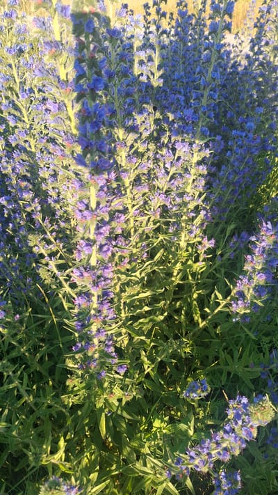The image shows a close-up view of a patch of blooming blue viper's bugloss flowers. The flowers are arranged in tall spires with numerous small, vibrant blue blossoms. The stems and leaves are green and appear somewhat fuzzy. Sunlight is filtering through the foliage, creating areas of light and shadow. The background is a blur of more of the same flowers and green vegetation, suggesting a dense patch of these plants. The scene is outdoors and appears to be in a natural or semi-natural setting, possibly a field or roadside in Stowbtsy, Belarus. There are no people or animals visible in the image.