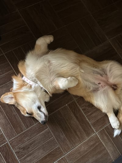 A light-colored dog with tan markings is lying on its back on a dark brown tiled floor. The dog's eyes are closed, and it appears to be sleeping or resting. Its paws are relaxed, and its fur is fluffy. A light-colored collar with a pattern of pink circles is visible around its neck. The tiled floor has a wood-grain pattern. The image is taken from a high-angle perspective, looking down at the dog. The lighting suggests it is daytime, possibly indoors. There is no visible text in the image. The setting appears to be a residential interior in Volgodonsk, Russia.