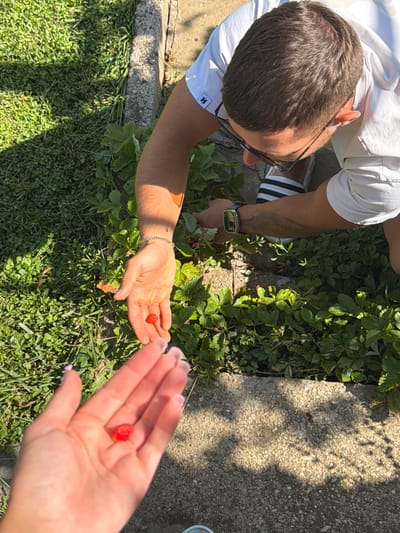 In Chavei, Bulgaria, a person in a white t-shirt and white shorts, wearing glasses and black and white striped sandals, is reaching down to pick strawberries from a plant. They are holding a single strawberry in their open palm. In the foreground, another person's hand is visible, also holding a strawberry. The scene appears to be outdoors, with green grass and a concrete pathway surrounding the strawberry plants.
