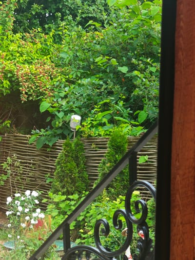 The image captures a verdant garden scene, partially framed by a wooden structure on the right, possibly a doorway or window frame. In the foreground, a black metal railing with ornate scrollwork traverses the lower part of the image, angled from bottom left to mid-right. Behind the railing, the garden unfolds with lush green foliage. Two conical evergreen trees stand prominently in front of a rustic, woven wooden fence. To the left of these trees, a cluster of small white flowers is visible, some in bloom. The background is densely packed with various green shrubs and trees, creating a natural, somewhat wild atmosphere. A white cylindrical object on a thin pole is attached to the fence, its purpose unclear. The overall impression is that of a tranquil, overgrown garden, possibly in a rural or suburban setting within Хлевино, Russia. There are no people or animals clearly visible in the frame.