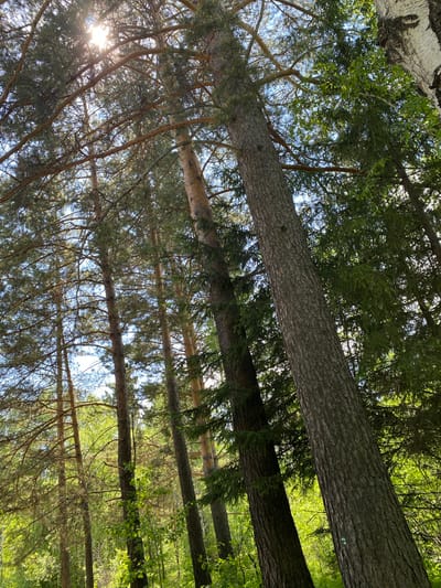 The image is a low-angle shot looking up through a dense forest canopy in Bolshoy Lug, Russia. Sunlight filters through the branches of tall pine trees and other deciduous trees, creating a dappled lighting effect. The foreground is dominated by the rough bark of several large tree trunks, with one particularly prominent trunk angled diagonally across the frame. In the background, layers of green foliage create depth, with hints of blue sky visible through the gaps. The environment appears natural and undeveloped, with no signs of human activity or structures.