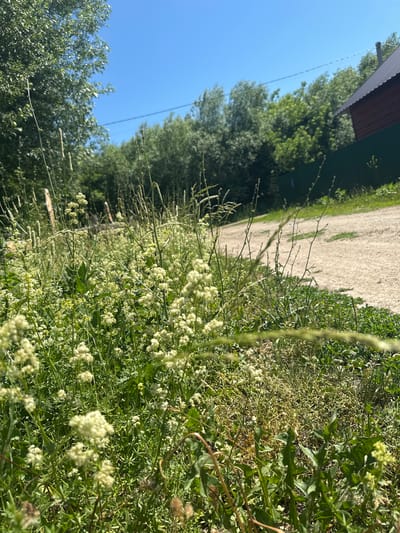 The image depicts a rural outdoor scene, likely on a bright, sunny day given the clear blue sky. In the foreground, a dense patch of wild, white wildflowers with thin stems dominates the lower half of the frame. These flowers are clustered and appear to be in bloom. Behind the flowers, a dirt or gravel road can be seen winding its way through the landscape. To the right of the road, a section of a dark red wooden house with a dark roof is visible, suggesting a residential area. A green fence runs along the edge of the property. The background is filled with lush green trees and foliage, creating a natural, overgrown environment. The overall impression is one of a serene, rustic setting, possibly a backyard or a path leading to a home in a village or rural area. There are no people or animals visible in the image.