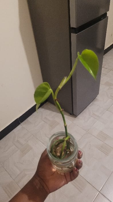 The image shows an indoor scene in the city of Nanyuki, Kenya. A person's right hand, with dark skin and red nail polish on the fingernails, holds a clear glass jar. Inside the jar, a plant cutting with a green stem, several light green heart-shaped leaves, and submerged roots is propagating in clear water. In the background, to the right, a dark grey two-door refrigerator or appliance is visible. To the left, a light-colored wall with a dark baseboard runs along the bottom. The floor is covered with light-colored, square ceramic tiles laid in a grid pattern.