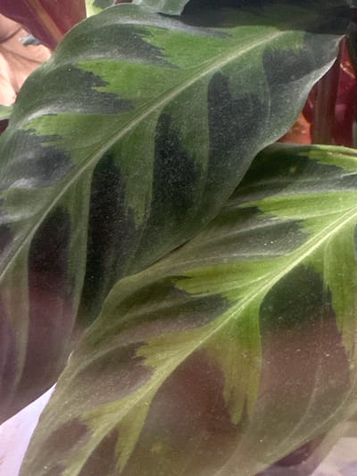 The image is a close-up of two large, patterned leaves of a plant, likely indoors. The leaves display a striking contrast of dark green and lighter green or yellowish-green stripes and patches. The texture of the leaves appears slightly velvety or dusty. The background is blurred and out of focus, showing hints of reddish-purple hues from other leaves or stems of the same plant. There is no discernible environmental context that would suggest a location in Letterkenny, Ireland. The image focuses solely on the botanical subject.