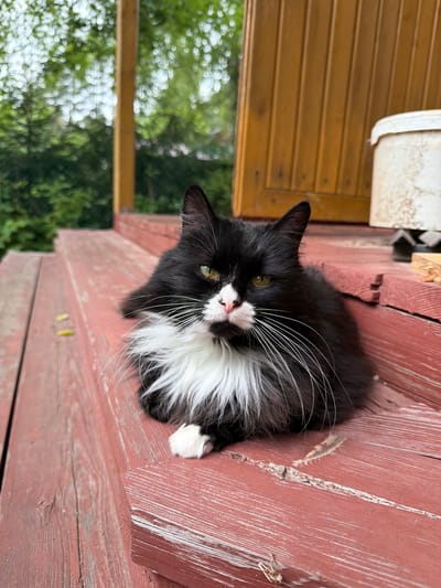 A black and white fluffy cat is resting on weathered red wooden steps outside a building. The cat has green eyes, white whiskers, and a white chest. In the background, out-of-focus green trees and foliage are visible, suggesting an outdoor, possibly rural or suburban, setting. To the right, part of a light-colored bucket and wooden siding of the building can be seen. The overall scene depicts a serene moment of a cat at rest in its natural environment. The location is identified as Orekhovo, Russia, which is known for its suburban and natural landscapes.