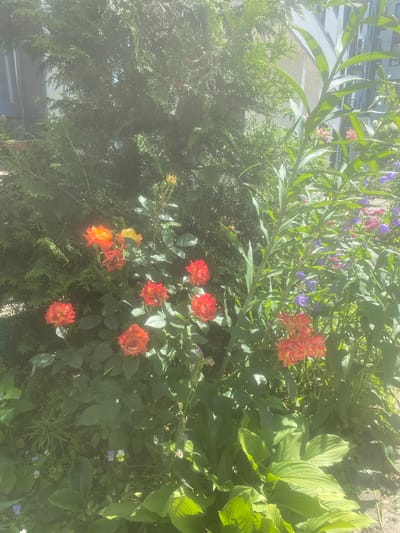 This is a sun-drenched, close-up shot of a garden in Molokovo, Russia, featuring a variety of plants. In the foreground, several bright orange and red roses are in bloom, some appearing slightly wilted. Behind them, a tall evergreen tree dominates the left side of the frame, with a building facade visible in the upper left corner, suggesting an urban or suburban setting. To the right, slender green stalks with thin leaves grow upwards, interspersed with smaller purple and pink flowers. The lower right corner shows large, broad green leaves, possibly hostas, and the ground appears to be covered with dirt and smaller green foliage. The overall impression is one of a lush, overgrown garden on a bright, sunny day.