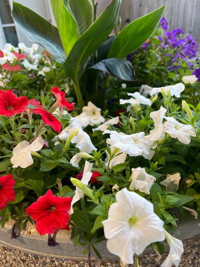 This is a medium close-up, eye-level shot of a variety of flowers in a planter. The planter itself is a gray, circular container with a textured outer surface, partially visible on the left side of the frame. The planter is filled with dense foliage and numerous blooming flowers in shades of red, white, and purple, along with some large, broad green leaves that appear to belong to a different plant.
The prominent flowers are red petunias, with five petals each and a dark center. There are also many white petunias, some fully open and some in bud. In the background, smaller purple flowers are visible, possibly also petunias or a similar trailing plant. The large, glossy green leaves are positioned to the right of the frame, partially obscuring the flowers.
The lighting suggests it is daytime, with natural light illuminating the scene. There are no people or animals visible. The overall impression is one of a vibrant and lush floral arrangement, likely outdoors in a garden, patio, or public space. The setting appears to be Columbia, United States of America, based on the location context provided. No visible text is present in the image. The composition is full of life and color, with a slight tilt to the frame, possibly indicating the camera was held at an angle.