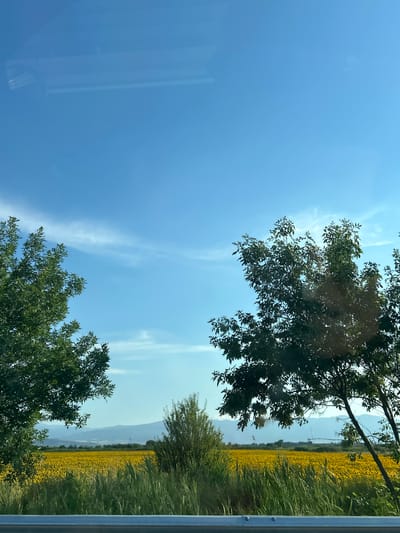 This media file captures a scenic view of a sunflower field in Saraia, Bulgaria. The image is dominated by a vast expanse of vibrant yellow sunflowers, stretching across the middle ground. Tall green grass flanks the sunflower field, adding texture and depth to the landscape. In the background, hazy mountains rise against a clear blue sky, hinting at the rural and natural beauty of the location.
Several trees with lush green foliage are interspersed throughout the scene. The branches of a large tree in the foreground extend over the view, partially obscuring the sky and the sunflower field. Another tree is visible in the mid-ground, with its leaves appearing slightly lighter in color.
The sky is a bright, clear blue with thin, wispy clouds scattered across it, suggesting a pleasant, sunny day. The lighting indicates that it is likely daytime, possibly late morning or afternoon, given the clarity of the sunlight. The overall mood of the image is tranquil and serene, showcasing the natural splendor of the Bulgarian countryside. There is no visible text in the image.