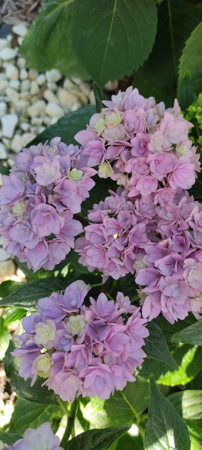 The image is a close-up, vertical shot of several clusters of pale pink and lavender hydrangea flowers. The flowers are in various stages of bloom, with some tightly packed and others more open. Small, light green buds are interspersed among the larger, faded petals. The petals are delicate and have a slightly crinkled texture. Dark green leaves are visible surrounding the flowers, providing a lush backdrop. In the upper left quadrant, a scattering of small, light-colored gravel or pebbles can be seen, suggesting the flowers are planted in a garden bed or border. Sunlight casts shadows on some of the leaves, indicating it is daytime. There are no people or animals present in the image. The scene appears to be an outdoor garden setting. No specific location within Supsekh, Russia, can be determined from the image itself.