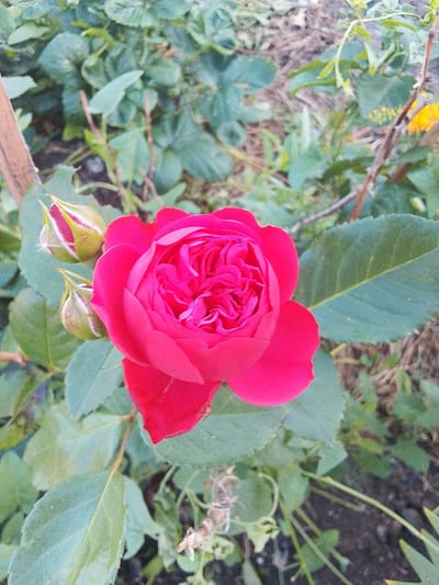 The image shows a close-up view of a vibrant pink rose in full bloom, accompanied by two rosebuds. The rose has many tightly packed petals, creating a complex, layered effect. The buds are conical in shape, with the outer sepals partially unfurled, revealing hints of pink inside. The rose and buds are surrounded by lush green foliage, with some leaves showing a slightly serrated edge. The background is a blur of green leaves and dark soil, with a few dry, brown twigs also visible. A small yellow flower can be seen in the upper right portion of the image, adding a splash of contrasting color. The lighting suggests it might be daytime, possibly morning or late afternoon, given the soft quality of the light. The scene appears to be an outdoor garden setting, likely in a temperate climate, given the presence of roses. There is no visible text in the image.