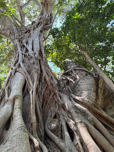 This is a low-angle, full-frame shot looking up at the intricate root system of a banyan tree. The tree's massive, gnarled roots, varying in thickness, twist and intertwine, creating a complex, almost architectural structure. Some roots appear to be draped over a large, textured rock formation, integrating it into the tree's growth. The bark of the main trunk and roots is rough and grey, with visible ridges and grooves. Above and to the left, dense green foliage fills the upper portion of the frame, interspersed with branches. The sky, a light blue, is visible through the gaps in the leaves and roots. The lighting suggests it is daytime, likely bright, as evidenced by the dappled sunlight illuminating parts of the roots and leaves. There is no text visible in the image. The scene conveys a sense of age, strength, and natural artistry. The location is identified as Fort Lauderdale, United States of America.