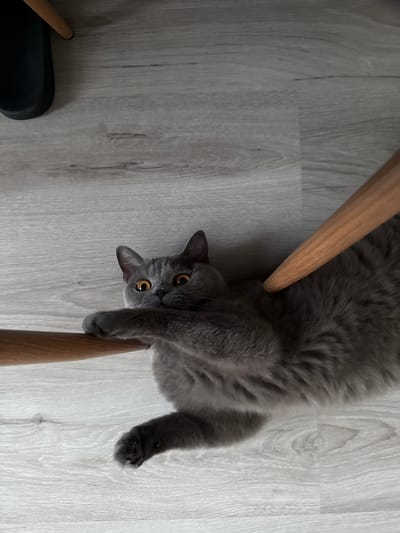 A gray cat with bright orange eyes lies on its back on a light-colored wooden floor. Two light-brown wooden chair legs are visible, one passing over the cat's body and the other positioned below its head. The cat's paws are extended, and its body is relaxed. The scene appears to be indoors, possibly in a home setting, given the flooring and furniture. The lighting suggests daytime, with no indication of weather conditions. The cat's gaze is directed towards the camera, with a curious or playful expression. No visible text is present in the image. The location context indicates this image was taken in Zielona Góra, Poland.