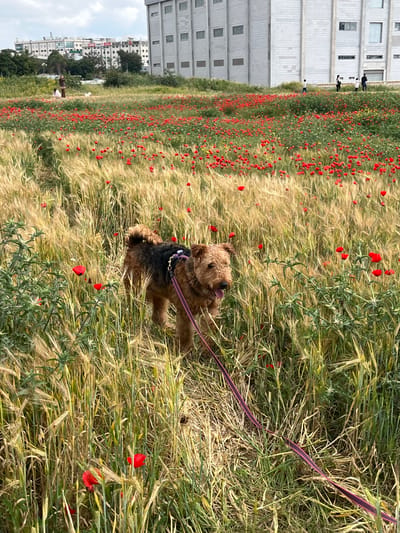 The photograph captures a medium-sized brown terrier dog with a purple leash in a field of wheat and red poppies. The dog appears to be panting, with its tongue sticking out. In the background is a large, modern, white building with multiple windows, typical of urban construction. Adjacent to the building and slightly further back is a cluster of smaller buildings indicating the outskirts of an urban environment. The location is Rehovot, Israel, as indicated by the unique architectural styles and flora. Several people are visible near the building.