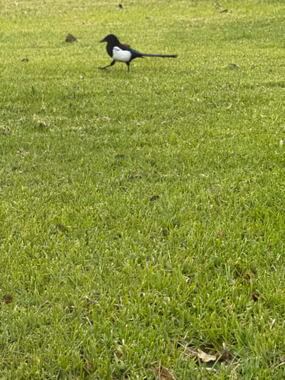 A magpie stands on a vibrant green lawn. Its distinctive black and white plumage is clearly visible against the bright grass. The lawn appears well-maintained, with blades uniformly cut and densely packed. The magpie is positioned on the left side of the frame, with ample green space surrounding it. Sunlight illuminates the scene, enhancing the vividness of the colors.