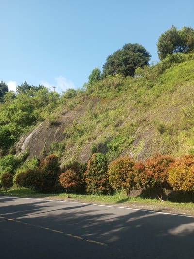 A roadside view in Phouviang-Gnai, Laos shows a paved road with a dashed yellow line dividing it, flanked by a grassy shoulder. Parallel to the road, a row of medium-sized trees with reddish-orange leaves lines the edge of the roadside. Behind these trees, a steep embankment rises, covered with green vegetation and featuring a large exposed rock face. The top of the embankment is crowned with various trees and shrubs. The sky above is clear and blue. Shadows from the trees fall across the road surface. No people are visible.