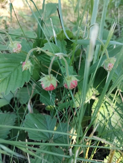 A close-up, eye-level shot captures a patch of wild strawberries growing among green foliage and blades of grass. Several small, unripe strawberries, predominantly pink with faint red hints and visible seeds, hang from delicate stems. Some strawberries are still in the process of developing their red color, appearing pale green with red speckles. The surrounding leaves are a vibrant green, with some showing signs of natural wear. Tall, slender grass stalks partially obscure the view of the strawberries and leaves, creating a natural, dappled effect with sunlight filtering through. The lighting suggests it is daytime, likely during sunny weather, given the bright highlights and shadows. The setting appears to be outdoors, in a natural environment such as a field or meadow, consistent with the rural location of Lykhove, Ukraine. There is no text visible in the image.