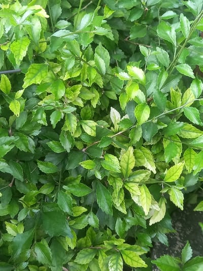 The image displays a dense, close-up view of plant foliage. The scene is dominated by numerous small, ovate leaves and their associated slender branches. Leaf coloration varies, predominantly dark green, with significant areas of lighter green and yellowish-green, particularly on newer growth. Visible venation patterns are present on many leaves. The branches are thin, dark, and interwoven throughout the foliage, providing structural support. The background is heavily obscured by the plant matter, revealing only indistinct, darker tones on the right side of the frame, suggesting a surface or shadow behind the plant. No individuals, animals, or artificial objects are present. No actions or interactions are depicted. The scene is located in Bojongherang, Indonesia.