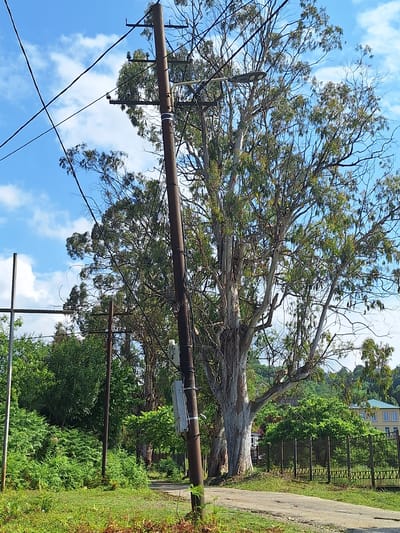 The image depicts a tree-lined street in Kobuleti, Georgia, with a large eucalyptus tree dominating the foreground. A brown utility pole with several insulators and wires runs vertically on the right side of the frame, intersecting with other overhead wires. To the left, a metal pole supports a horizontal bar, part of a larger utility structure. Beyond these poles, the landscape is filled with lush green vegetation, including dense bushes and ferns. In the background, a modern building with a green roof and yellow walls is visible, surrounded by trees and foliage. A dark metal fence runs along the right edge of a paved path, separating it from the property with the building. The sky is blue with scattered white clouds, indicating fair weather. The scene appears to be a quiet, possibly residential area, with a mix of natural and man-made elements.