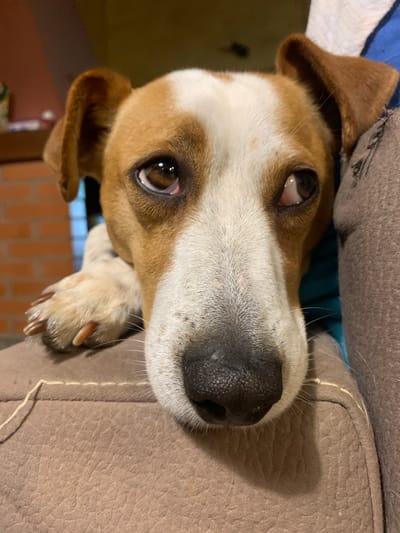 A close-up, eye-level shot shows the face of a medium-sized dog resting on a brown cushioned surface. The dog has brown and white markings, with its head tilted slightly to the left, looking upwards and to the right. One paw is visible, resting on the cushion, with its claws showing. The background is blurred, with hints of a brick wall and a colored surface, suggesting an indoor environment. There is no indication of the location being San Quirico d'Orcia, Italy.