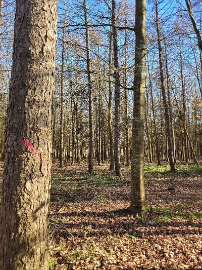 This image depicts a deciduous woodland located in Fleury-sur-Orne, France, under a clear blue sky. The scene is dominated by numerous tall, bare-branched trees, with sunlight illuminating the forest floor.
In the immediate foreground on the left, a large tree trunk with coarse, dark bark is prominently featured, displaying irregular red markings or paint. To the right of the foreground, another tree with smoother, lighter-colored bark is visible, with its base rooted in the leaf-covered ground. The forest floor is extensively covered with a dense layer of dry, brown fallen leaves, interspersed with sparse patches of green ground vegetation. Numerous tree trunks extend into the midground and background, forming a dense vertical pattern. Sunlight casts distinct shadows across the leaf-strewn ground, indicating a low sun angle. No people or animals are present.