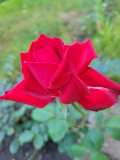 This is a close-up, eye-level, medium shot of a single, vibrant red rose in bloom. The rose is the primary subject, filling a significant portion of the frame. Its petals are unfurling, displaying a rich, velvety texture and deep crimson hue. A subtle white streak is visible on one of the upper petals, adding a touch of contrast.
The background is softly blurred, creating a bokeh effect that emphasizes the rose. Hints of green foliage and ground are discernible, suggesting an outdoor garden setting. The overall impression is one of natural beauty and delicate detail.
The time of day and weather are not explicitly indicated, but the soft lighting suggests it could be morning or late afternoon on a clear day. The location is identified as Belaazyorsk, Belarus. There is no text visible in the image. The scene evokes a sense of tranquility and appreciation for nature's aesthetics.