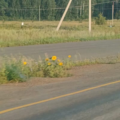 This is a photograph of a rural roadside in Salparovo, Russia. A paved road with a yellow line marking runs diagonally across the lower portion of the image. The roadside verge features tall grass and several yellow flowers. In the background, a line of trees forms the horizon, with utility poles and wires visible against the sky. The scene is set in an outdoor environment with natural lighting, suggesting it was taken during daylight hours. There are no people or animals visible in the frame. The overall impression is one of a quiet, undeveloped landscape.