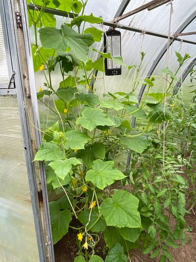 This is an outdoor, eye-level, medium shot image taken within a greenhouse in the village of Dresvyano, Russia. The greenhouse is constructed with a transparent, corrugated plastic roof and walls, supported by a metal frame. Several plants, including cucumbers and tomatoes, are growing inside. A thermometer hangs from the greenhouse ceiling. The cucumber plants, which are in the foreground, are characterized by large, green leaves and developing yellow flowers. Tomato plants are visible in the background, with some developing green fruit. The ground inside the greenhouse appears to be soil. The lighting suggests it is daytime, possibly overcast.
