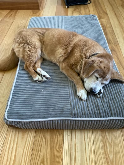A medium-sized, tan-colored dog with a white muzzle and paws lies asleep on a gray, rectangular dog bed with a white-trimmed edge. The bed sits on a wooden floor, with the planks running horizontally in the background. A small black object is visible near the top left corner. There is no evidence to suggest this image was taken in Villaviciosa, Spain.