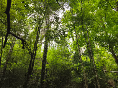 This media file is a low-angle, full shot of a dense, green forest. The canopy of trees fills the frame, with sunlight filtering through the leaves, creating a dappled effect. The trees appear to be a mix of deciduous species, with broad green leaves, and some with lighter-colored, smoother bark, possibly birch or aspen. The undergrowth is thick and appears lush, indicating a humid environment. The overall impression is one of natural abundance and tranquility. The time of day appears to be daytime, likely mid-morning or afternoon, given the filtered sunlight. The weather seems to be overcast or partly cloudy, as the light is diffuse rather than direct. There are no people or specific objects visible in the frame, only the natural elements of the forest. The location cues of Markina-Xemein, Spain, suggest a temperate climate, which is consistent with the lush vegetation. No text is visible in the image.