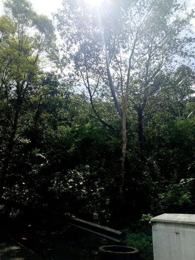 Lush, dense foliage fills the frame, with sunlight filtering through the upper branches of tall trees. A road with a guardrail runs along the bottom left, leading to a concrete structure on the right. A dark well or manhole ring is visible at the base of the structure. The scene evokes a sense of tranquility and natural beauty, typical of a forest or wooded area.