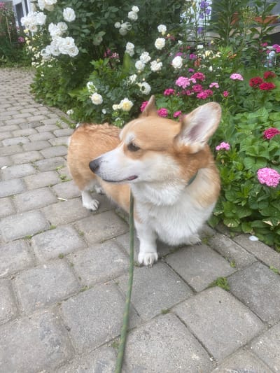 An adult Pembroke Welsh Corgi, with tan and white fur, stands on a paved walkway in Molokovo, Russia. The dog is leashed by a green rope that trails towards the bottom right of the frame. The walkway is constructed of gray interlocking pavers with small green weeds growing between them. To the right of the dog, a dense garden bed is filled with various blooming flowers, including white roses, pink dianthus, and other smaller pink and red blossoms, interspersed with lush green foliage. The background suggests a residential setting with a glimpse of a building to the far left. The image is captured from a medium-low angle, focusing on the dog and the immediate floral surroundings.