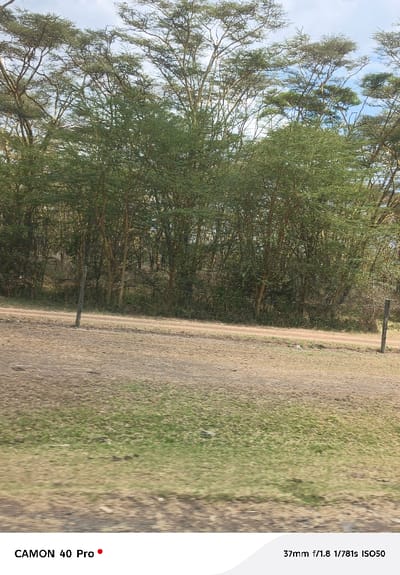 The image depicts an outdoor, rural landscape in Kitengela ward, Kenya. A light brown, unpaved dirt road stretches horizontally across the mid-ground. Below the road, the ground is covered by sparse, dry brown grass interspersed with patches of green vegetation. The background is dominated by a dense growth of numerous trees, consistent with Acacia species, characterized by slender trunks and light green, scattered foliage. The upper portion of the scene reveals a pale blue sky with minimal cloud cover visible through the tree canopy. Two dark, vertical wooden posts are present: one taller post is on the left side, slightly forward of the road, and a shorter post is on the right side, closer to the road. No individuals, animals, or explicit activities are depicted in the scene.