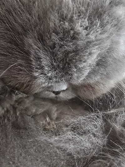 The image shows a close-up of gray fur. The fur is dense and appears soft. There is a small black spot visible amidst the fur. The background is blurry and indistinct, consisting of more of the same gray fur. There is no indication of a location in Aubervilliers, France, nor are there any visible people, objects other than the fur itself, actions, or interactions depicted.