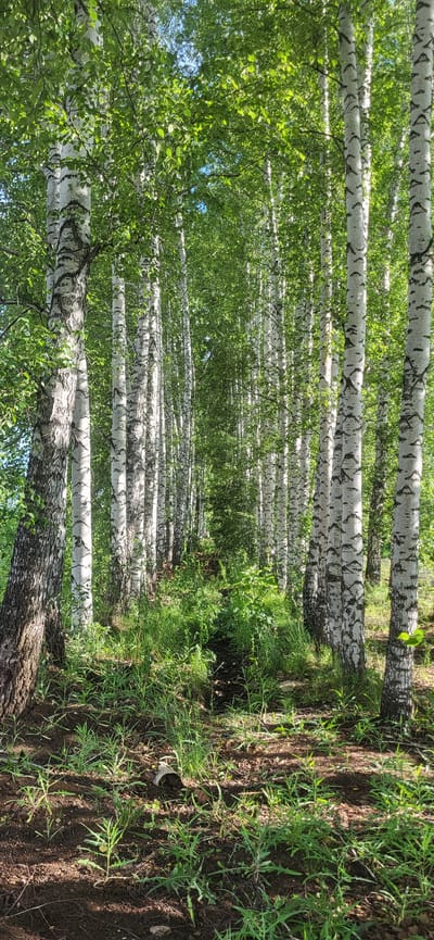 The image depicts a dense birch forest, characteristic of the Russian landscape. The foreground features a sun-dappled path winding through lush green grass and young saplings. Towering birch trees with their distinctive white bark and black markings dominate the scene, their branches laden with vibrant green leaves. The sunlight filters through the canopy, creating a dappled effect on the forest floor. The overall impression is one of natural beauty and tranquility. The location in Bulgakovo, Russia, suggests a setting that is likely common in the rural or semi-rural areas of the country, where birch forests are prevalent. The scene is devoid of human presence, focusing solely on the natural environment.