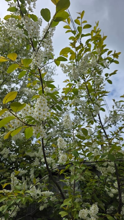 This media file presents an upward-looking view of blooming tree branches against a partly cloudy sky. The main subjects are abundant clusters of small, white flowers, each with a yellow center, growing on dark branches. These flowers are intermingled with numerous green leaves, varying in shade from lighter, fresh growth to darker, more mature foliage. The leaves are ovate with finely serrated margins.

The branches extend across the frame, heavily laden with blossoms, creating a dense, natural canopy. In the background, a soft blue sky with scattered white clouds indicates daytime, likely mid-morning or afternoon. Thin, dark lines, appearing to be power lines or utility wires, are faintly visible against the sky in the upper left quadrant. Towards the right, a dark, indistinct shape, possibly part of a building or structure, can be glimpsed through the foliage.

The scene depicts a tree in full bloom, suggesting the season of late spring or early summer. The overall impression is one of natural vitality and the freshness of the season. The location of this scene is Lensk, Russia. There is no visible text within the image.