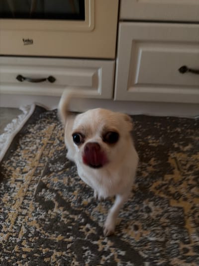This media file is an image of a small, light-colored dog with large dark eyes and its tongue sticking out. The dog is positioned in the foreground, looking directly at the camera. The background consists of two distinct areas. On the left, there are kitchen cabinets or drawers with dark handles. On the right, a patterned rug with brown, yellow, and gray tones is visible, with a decorative white fringe at the bottom. The lighting suggests it is daytime indoors. The dog's expression and the tongue sticking out could indicate excitement or anticipation. No specific time of day, weather, or explicit emotional states are discernible beyond the dog's facial expression. There is a small logo visible on the cabinet on the left, but the text is too blurry to read. The location context provided is Semiluki, Russia.